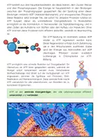 Vorschau - Arbeitsblätter - ATP Energie Molekül: einfach erklärt - Seite 2