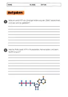 Vorschau - Arbeitsblätter - ATP Energie Molekül: einfach erklärt - Seite 3