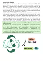 Vorschau - Arbeitsblätter - Die Glycolyse: ATP, Pyruvat & Stoffwechsel - Seite 3