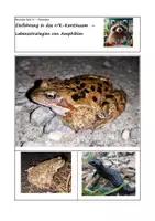 Vorschau - Arbeitsblätter - Einführung in das r/K-Kontinuum – Lebensstrategien von Amphibien - Deckblatt