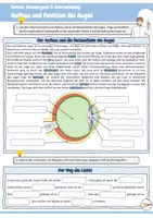 Vorschau - Arbeitsblätter - Aufbau und Funktion des Auges (Bestandteile Auge / Weg des Lichts / Entstehung Bild / Fehlsichtigkeit / kurzsichtig / weitsichtig / Stäbchen / Zapfen / Blinder Fleck / Kreuzworträtsel / Biologie / Sinnesorgane) - Seite 1