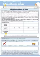 Vorschau - Arbeitsblätter - Aufbau und Funktion des Auges (Bestandteile Auge / Weg des Lichts / Entstehung Bild / Fehlsichtigkeit / kurzsichtig / weitsichtig / Stäbchen / Zapfen / Blinder Fleck / Kreuzworträtsel / Biologie / Sinnesorgane) - Seite 3