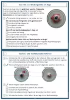Vorschau - Stundenentwürfe - Schweineauge sezieren/präparieren | Sezieranleitung | Biologie | Klasse 7-10 - Seite 3