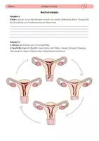 Vorschau - Arbeitsblätter - Menstruationszyklus - Seite 1