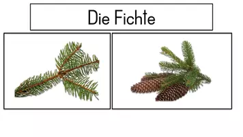 Vorschau - Arbeitsblätter - Unterschiede der Fichte, der Tanne und der Föhre - Seite 1