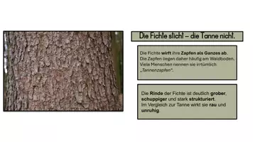 Vorschau - Arbeitsblätter - Unterschiede der Fichte, der Tanne und der Föhre - Seite 2