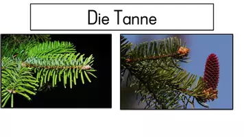 Vorschau - Arbeitsblätter - Unterschiede der Fichte, der Tanne und der Föhre - Seite 3