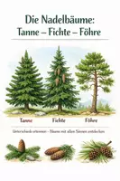 Vorschau - Arbeitsblätter - Unterschiede der Fichte, der Tanne und der Föhre - Deckblatt
