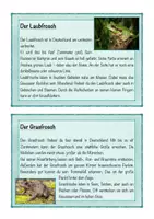 Vorschau - Text - Lesekartei Froscharten, deutsche Frösche, Frosch #edukiknaller2021 - Seite 2
