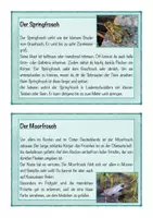 Vorschau - Text - Lesekartei Froscharten, deutsche Frösche, Frosch #edukiknaller2021 - Seite 3