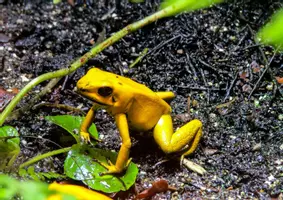 Vorschau - Spiele - Froschpuzzle - Seite 1