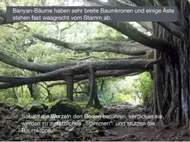 Vorschau - Stundenentwürfe - KUNST Schritt für Schritt: Banyan-Tree (Ölpastellmalerei) - Seite 3