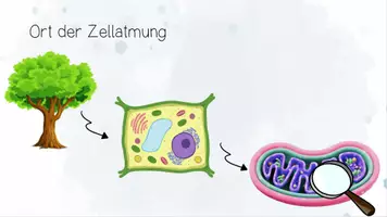 Vorschau - Unterrichtsreihen - Stoffwechselphysiologie II: Zellatmung - Aerober Abbau von Glukose | Biologie 13 | 2 fertige Unterrichtsstunden | sofort einsetzbar - Seite 2