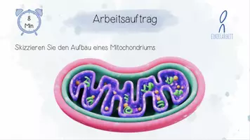 Vorschau - Unterrichtsreihen - Stoffwechselphysiologie II: Zellatmung - Aerober Abbau von Glukose | Biologie 13 | 2 fertige Unterrichtsstunden | sofort einsetzbar - Seite 3