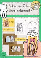 Vorschau - Stundenentwürfe - Aufbau Zahn Zähne Unterrichtseinheit - Deckblatt