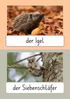 Vorschau - Präsentationen/Tafelbilder - Tiere im Winter - Bilder von heimischen Tieren - Seite 3