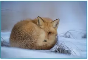 Vorschau - Stundenentwürfe - Komplettpaket - Tiere im Winter mit vielen Kopiervorlagen - Seite 3