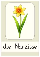 Vorschau - Poster - Frühblüher – Aushänge & Wortkarten | Sachunterricht Frühling Klasse 1 - Seite 3