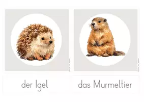 Vorschau - Bildkarten - Tiere im Winter (Überwinterungsstrategien): Bildkarten - Seite 3