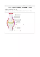 Vorschau - Unterrichtsreihen - Biologie 5. Jahrgangsstufe - Arbeitsheft für freies Arbeiten (klein) - Seite 3