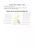 Vorschau - Stundenentwürfe - Biologie 7. Jahrgangsstufe Mittelschule Arbeitsheft für freies Arbeiten - Seite 2