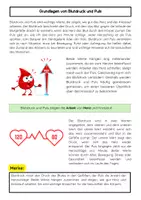 Vorschau - Arbeitsblätter - Atmung, Blut & Herz Materialpaket: Lunge, Blutkreislauf & Blutgefäße - Seite 2