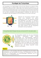 Vorschau - Arbeitsblätter - Lichtabhängige und lichtunabhängige Reaktionen - Seite 1