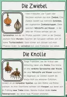 Vorschau - Arbeitsblätter - Frühblüher Wissenskartei Klasse 2-4 - Seite 3