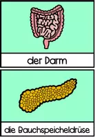 Vorschau - Spiele - Materialpaket - Mein Körper - Sachunterricht - Seite 2