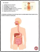 Vista previa - Hojas de trabajo - Sistema Digestivo Lectura y Actividades Imprimibles - página 3