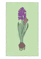 Vorschau - Präsentationen/Tafelbilder - Tafelkarten Frühblüher - Seite 3