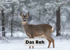 Vorschau - Anderer Materialtyp - Tiere im Winter - Wissenskartei Reh - Seite 1