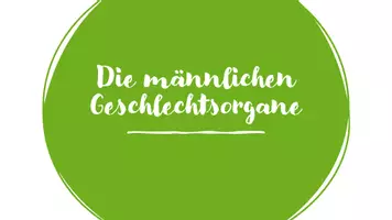 Vorschau - Arbeitsblätter - Geschlechtsorgane - Materialpaket - Seite 1