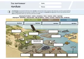 Vorschau - Arbeitsblätter - Das Wattenmeer (Arbeitsblätter & Präsentation) - Seite 3