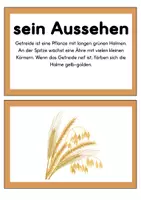 Vorschau - Arbeitsblätter - Das Getreide | Tafelmaterial | Arbeitsblätter - Seite 3