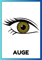 Vorschau - Poster - Das Auge - Bildkarten - Seite 1