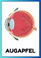 Vorschau - Poster - Das Auge - Bildkarten - Seite 3