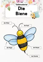 Vorschau - Arbeitsblätter - Die Biene | Tafelmaterial | Materialpaket - Deckblatt