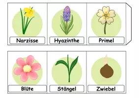 Vorschau - Unterrichtsreihen - Materialpaket - Erstleser - Frühblüher - DaZ/DaF / Deutsch / Sachunterricht - Seite 3