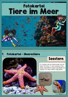 Vorschau - Stationenlernen - Meerestiere / Tiere im Meer - Fotokartei - Seite 1