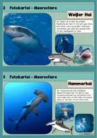 Vorschau - Stationenlernen - Meerestiere / Tiere im Meer - Fotokartei - Seite 2
