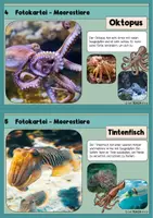 Vorschau - Stationenlernen - Meerestiere / Tiere im Meer - Fotokartei - Seite 3