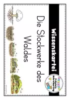 Vorschau - Stationenlernen - Wissenskartei: Stockwerke des Waldes - Seite 1