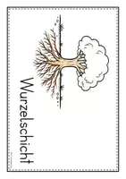Vorschau - Stationenlernen - Wissenskartei: Stockwerke des Waldes - Seite 2