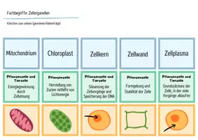 Vorschau - Arbeitsblätter - Die Zelle (Zellorganellen) - Legekarten, Domino & Tabelle - Seite 1