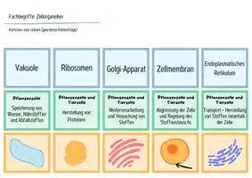 Vorschau - Arbeitsblätter - Die Zelle (Zellorganellen) - Legekarten, Domino & Tabelle - Seite 2