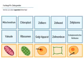 Vorschau - Arbeitsblätter - Die Zelle (Zellorganellen) - Legekarten, Domino & Tabelle - Seite 3