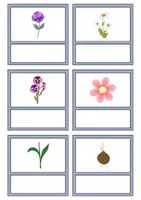 Vorschau - Unterrichtsreihen - Kleine Flashcards: Frühblüher - Bildkarten & Wortkarten (DaZ/DaF / Deutsch) - Seite 2