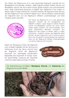 Vorschau - Arbeitsblätter - Anatomie des Regenwurms: Segmente, Hautatmung, Verdauung im Bodenökosystem - Seite 2