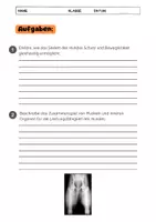 Vorschau - Arbeitsblätter - Anatomie Hund: Skelett, Muskeln, Organe einfach erklärt - Seite 3